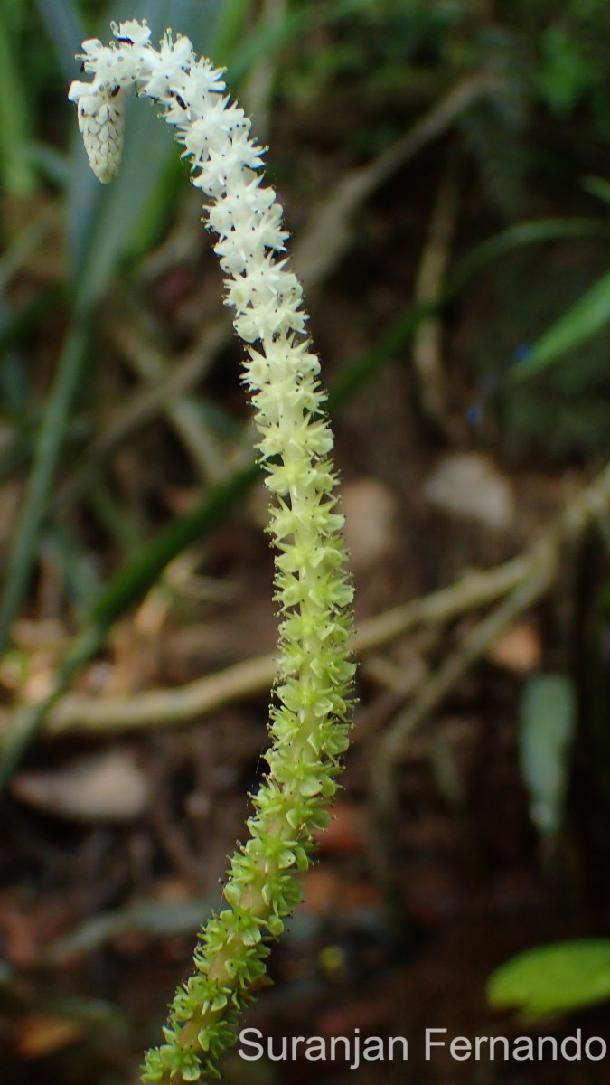 Aponogeton rigidifolius H.Bruggen